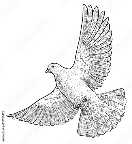 Flying dove illustration, drawing, engraving, ink, line art, vector