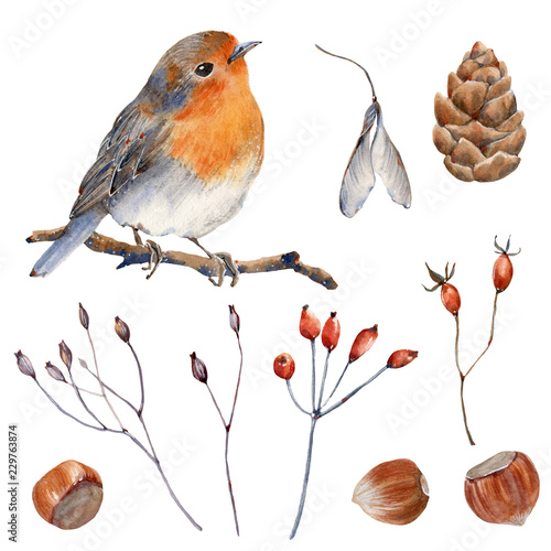 Watercolor animal illustration.