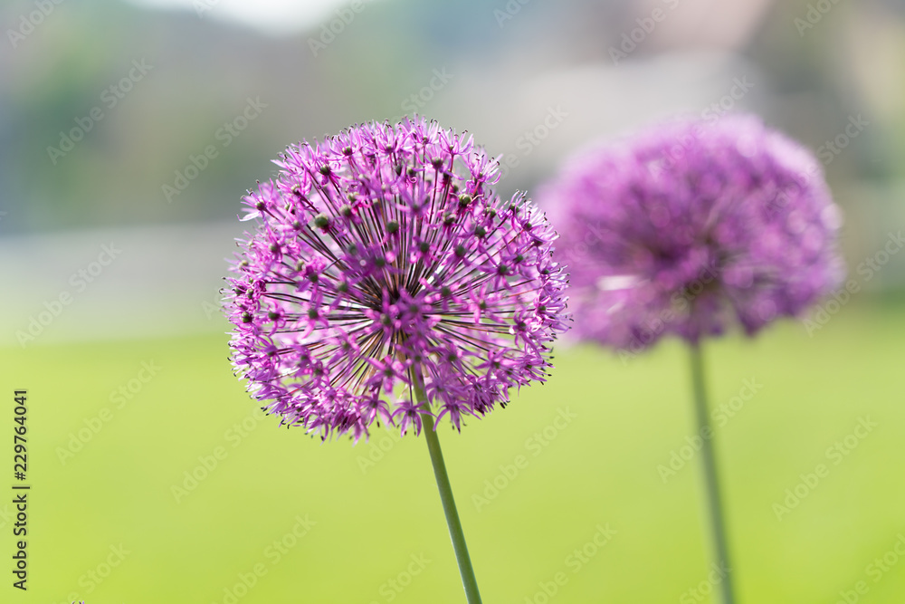 Fototapeta premium Decorative purple bow.