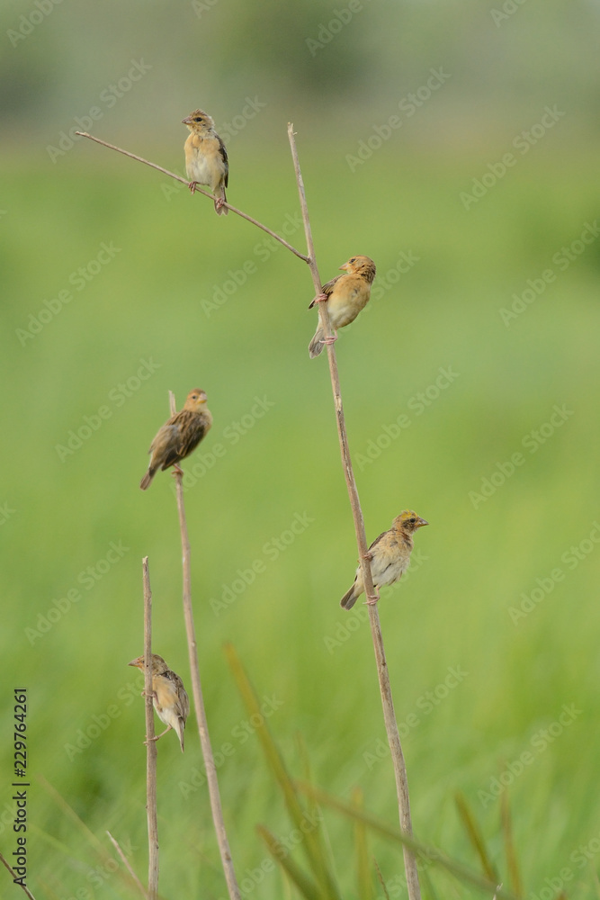 Asian Golden Weaver perching on branch Asian Golden Weaver perching on branch