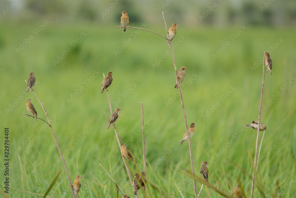Fototapeta premium Asian Golden Weaver