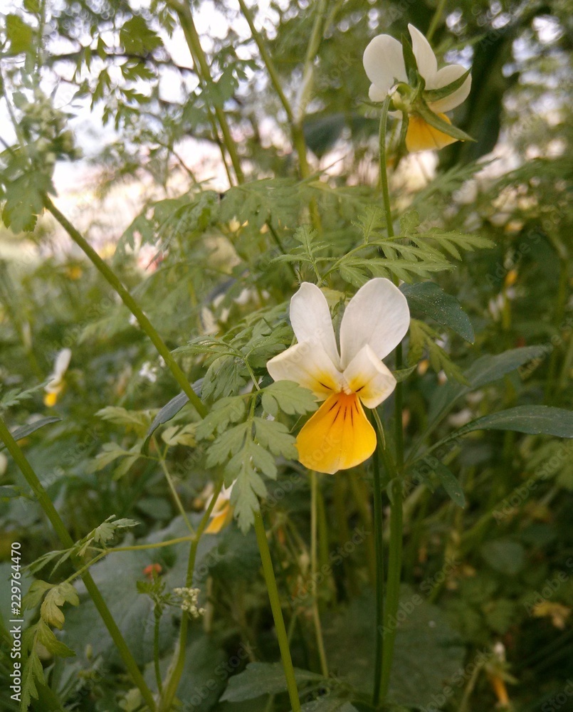 Fototapeta premium Yellow viola growing on the meadow in South Moravia