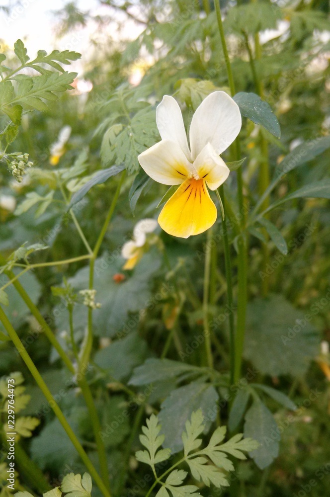 Yellow viola growing on the meadow in South Moravia Yellow viola growing on the meadow in South Moravia