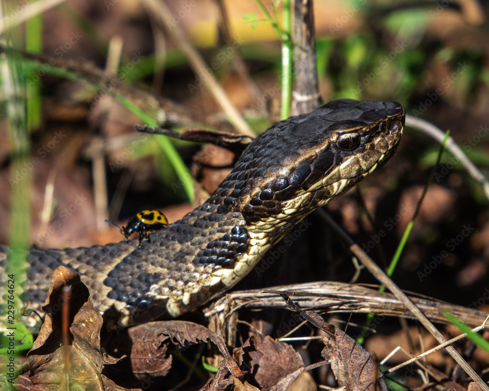 Cottonmouth along the trail in Brazos Bend State Park! Cottonmouth along the trail in Brazos Bend State Park!