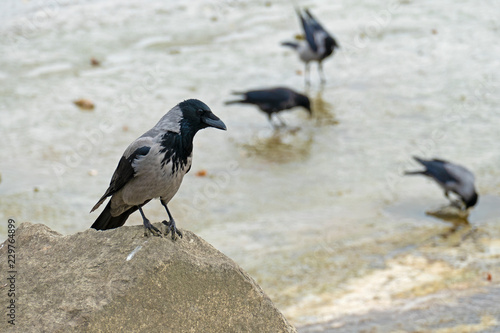 Black raven at the river bank