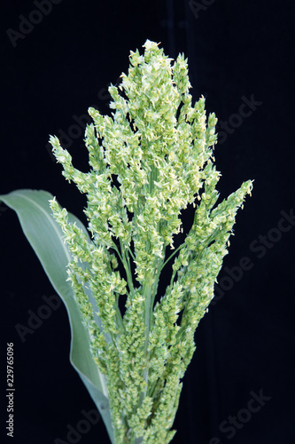 Sorghum - anthesis - anthers coming out of head - against black background