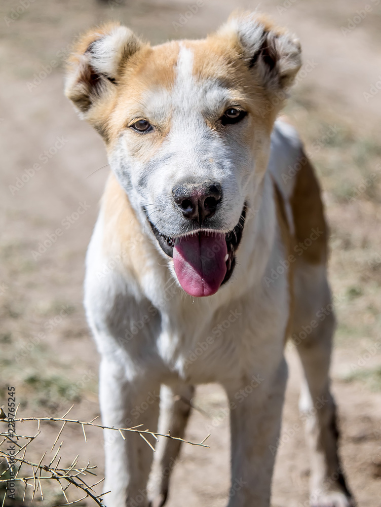 Asian Shepherd Dog in the nature Asian Shepherd Dog in the nature