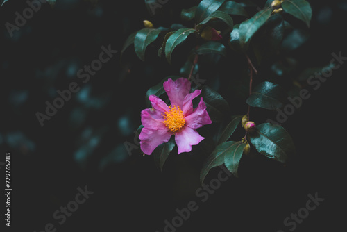 Rhododendron bloom in dark contrast