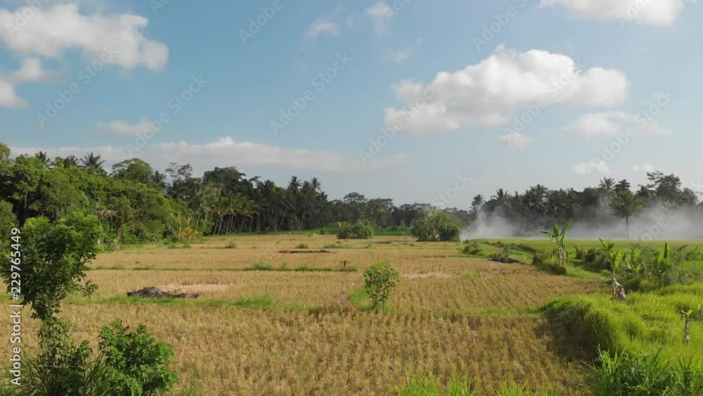 Green background. 4K flying drone video of rice field on Bali island. Green and yellow landscape. Rice farm, grass, nature. Green background. 4K flying drone video of rice field on Bali island. Green and yellow landscape. Rice farm, grass, nature.