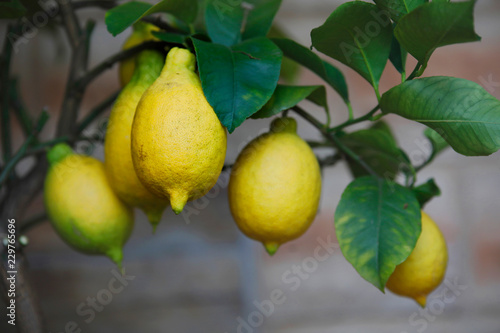 Zitronen am Baum, softig
