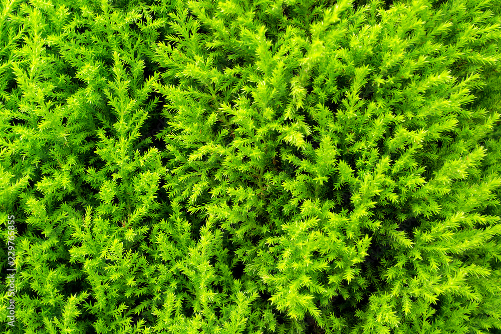 green plants background texture green plants background texture