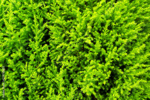 green plants background texture