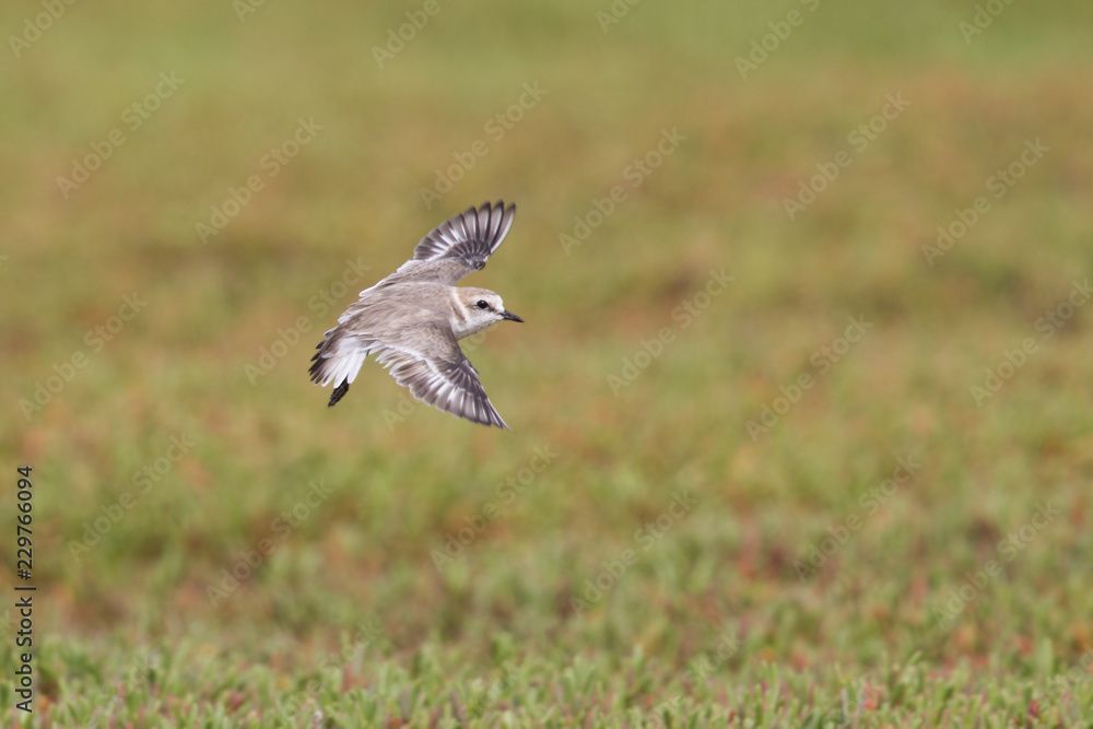An adult Kentish plover (Charadrius alexandrinus) flying in highspeed on the island of Cape verde An adult Kentish plover (Charadrius alexandrinus) flying in highspeed on the island of Cape verde