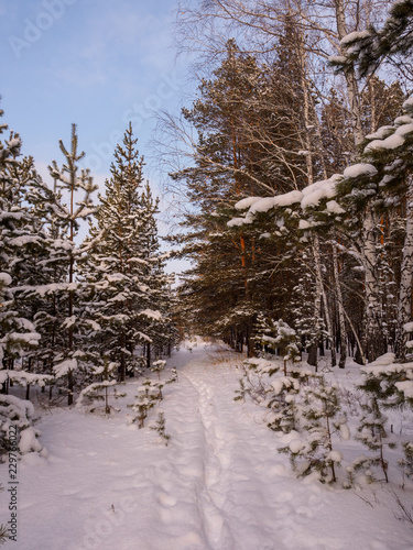winter path through the snowdrifts. walk in the fresh air in a frosty forest. sport and active rest in winter. walks and ecotourism. snow-covered Christmas trees, birches and pines