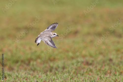 An adult Kentish plover (Charadrius alexandrinus) flying in highspeed on the island of Cape verde