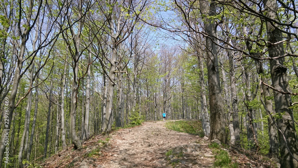 Pathway in forest durring spring in East Slovakia Pathway in forest durring spring in East Slovakia