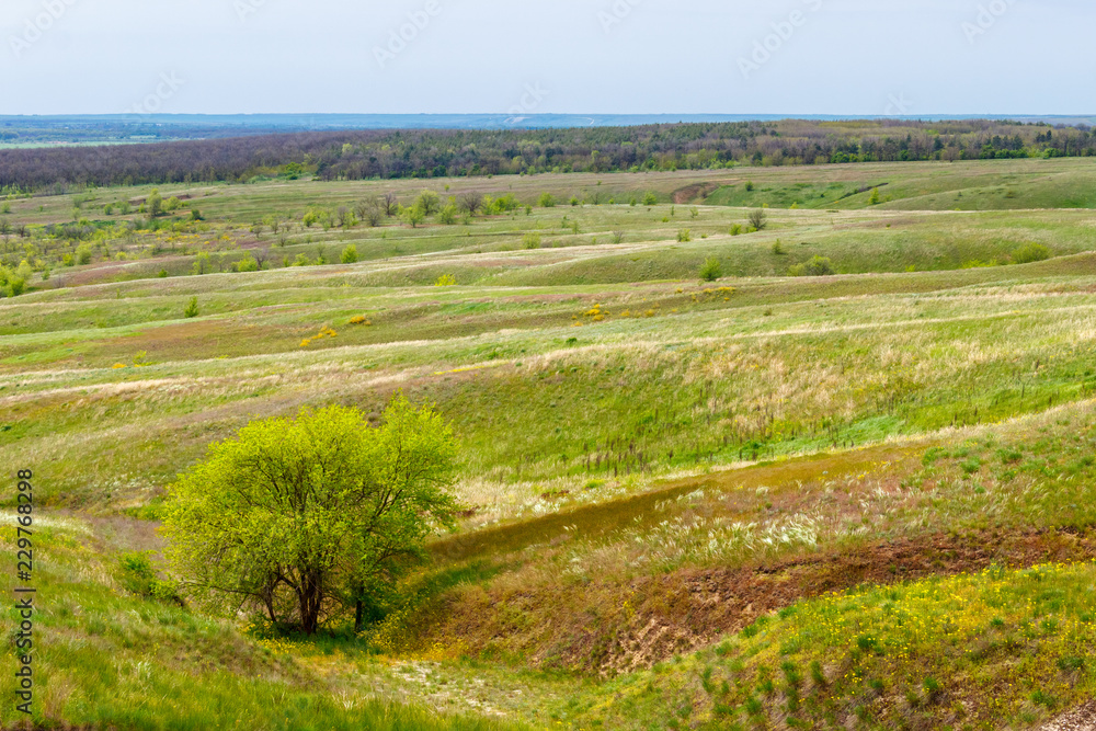The tree growing on the green grassland with rolling hills