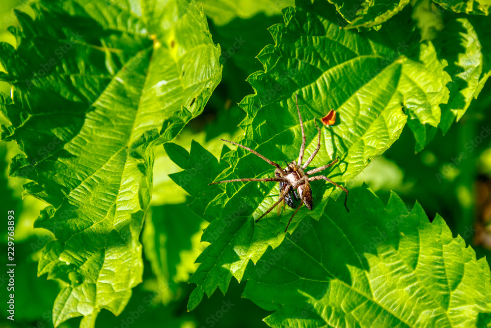 The big spider eating the fly on the sunny leaf The big spider eating the fly on the sunny leaf