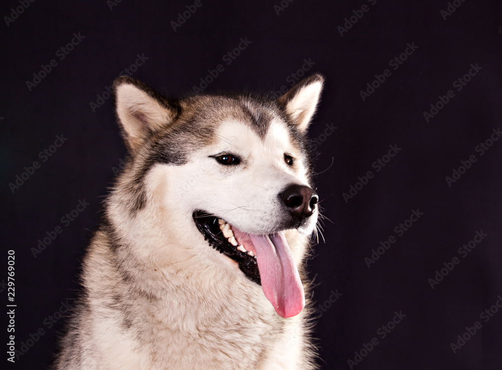 portrait of a dog breed Alaskan Malamute on a black background portrait of a dog breed Alaskan Malamute on a black background