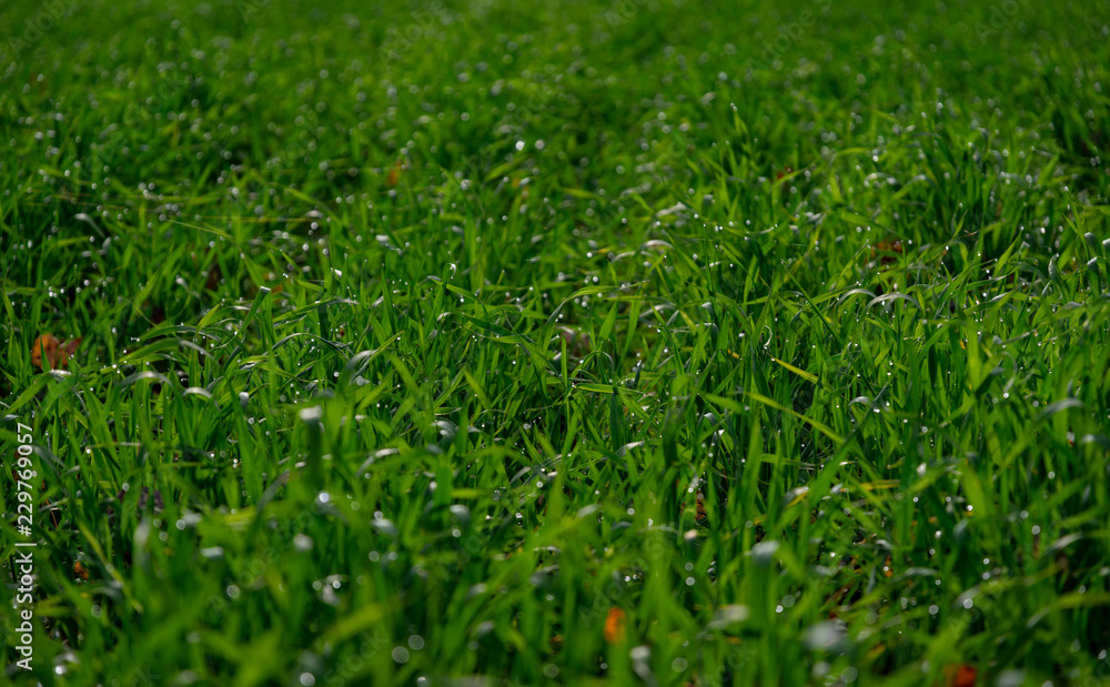 Green grass with water drops. Focus in midle of the frame