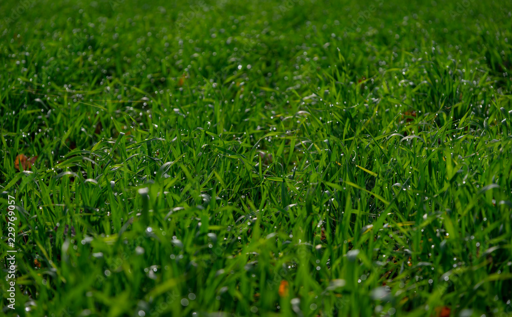 Green grass with water drops. Focus in midle of the frame Green grass with water drops. Focus in midle of the frame