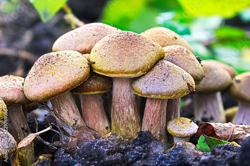 Closeup of a cluster of Honey Mushrooms