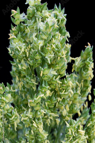 Fotografija Sorghum - anthesis - anthers coming out of head - against black background