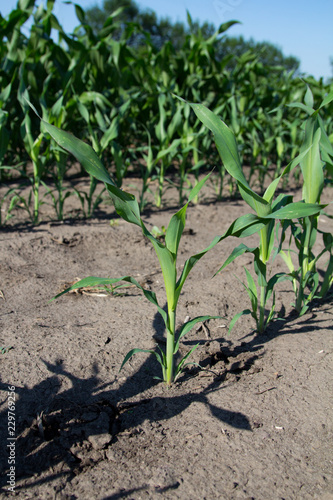 Sorghum - five collared leaves and tillers
