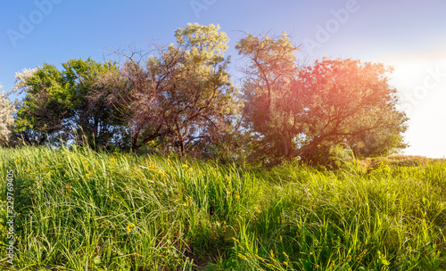 The big silverberry tree (binomial name Elaeagnus commutata) among the reed thicket photo