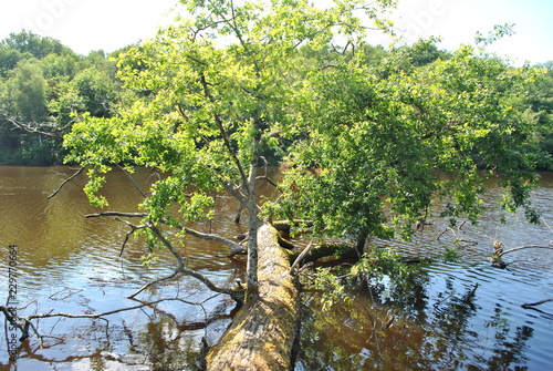 Etang de Saint Estephe 6 photo