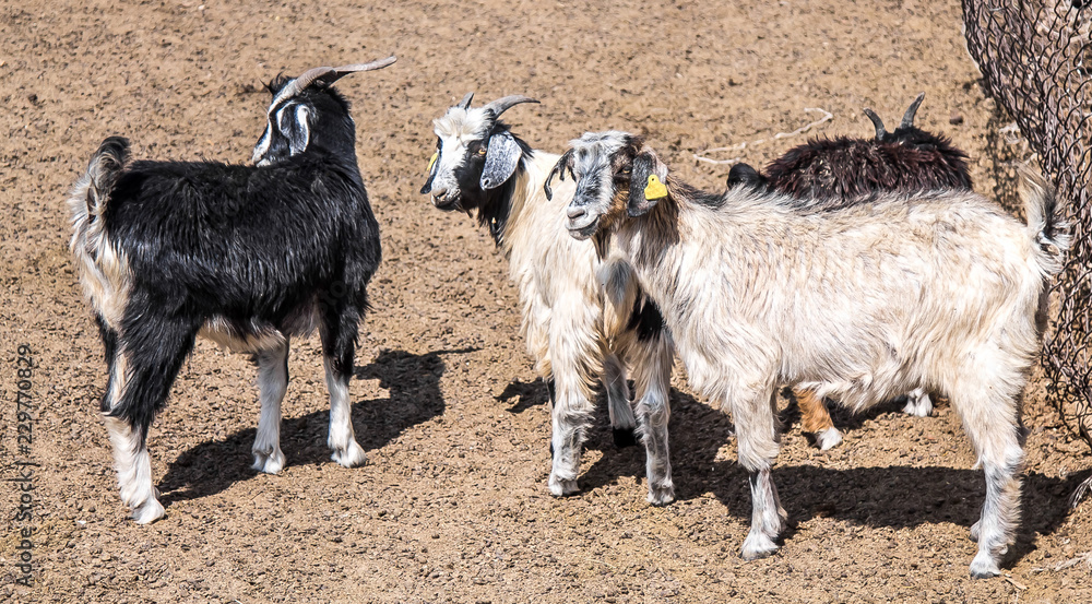Fototapeta premium Goats on the farm