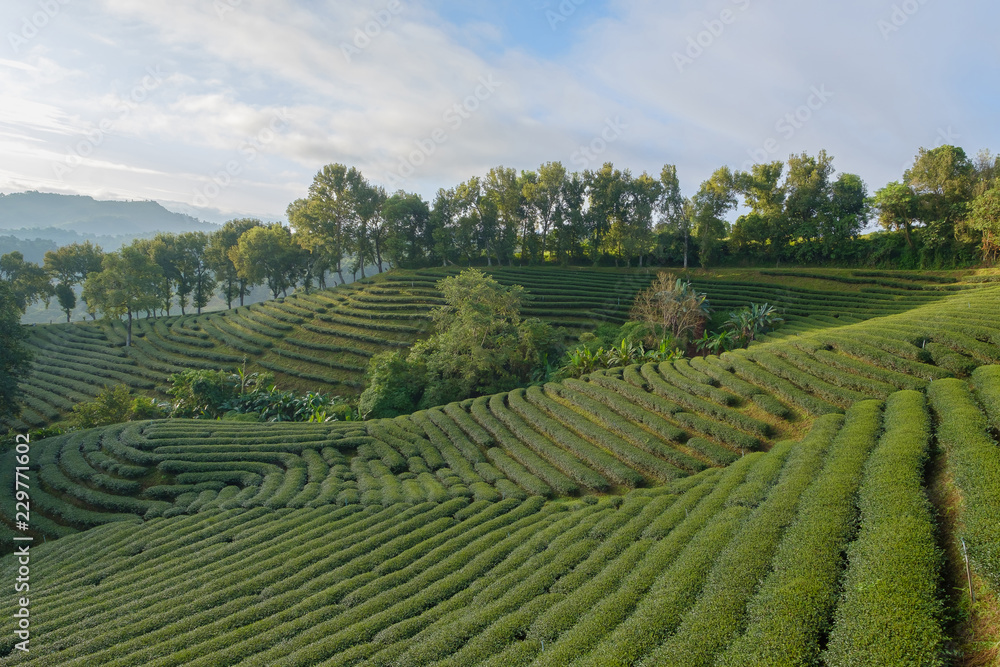 Big tea plantation.