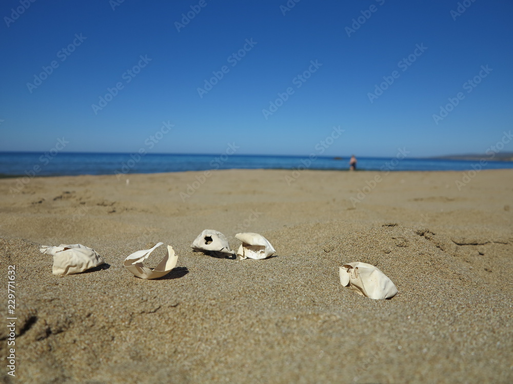Five eggs of Loggerhead turtle on the beach on Cyprus Five eggs of Loggerhead turtle on the beach on Cyprus