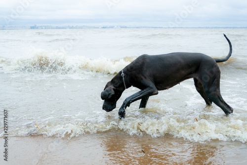 A young, energetic German Great Dane walks on the beach after a storm. The obedient pet executes commands of the owner. Harmony in communicating with animals