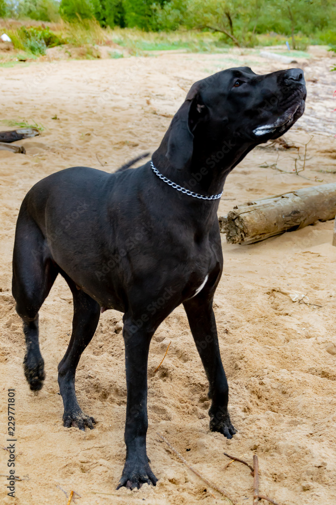 A young, energetic German Great Dane walks on the beach after a storm. The obedient pet executes commands of the owner. Harmony in communicating with animals