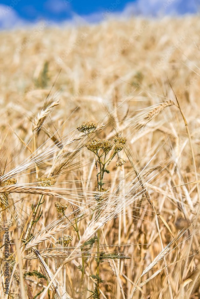Fototapeta premium Dry plant amid wheat fields