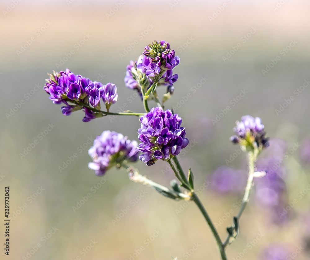 Obraz premium The flowers of the alfalfa plant
