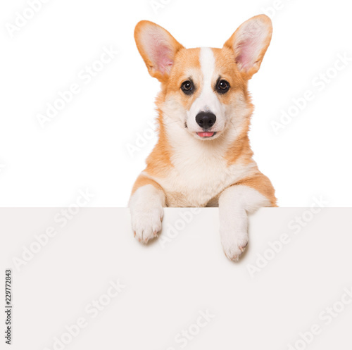 Fototapeta Naklejka Na Ścianę i Meble -  Welsh corgi dog looking over a wall isolated on white background