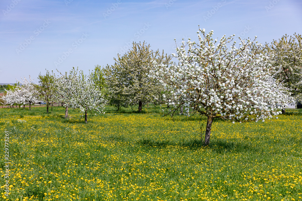 grassland with dandelion an apple trees with blossoms grassland with dandelion an apple trees with blossoms