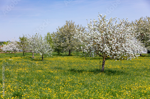 grassland with dandelion an apple trees with blossoms