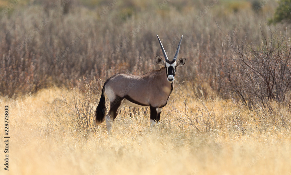 Obraz premium Oryx in the Kalahari desert