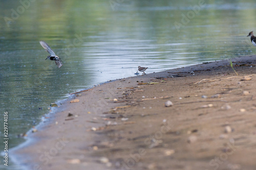 Dunlin  Calidris alpina 