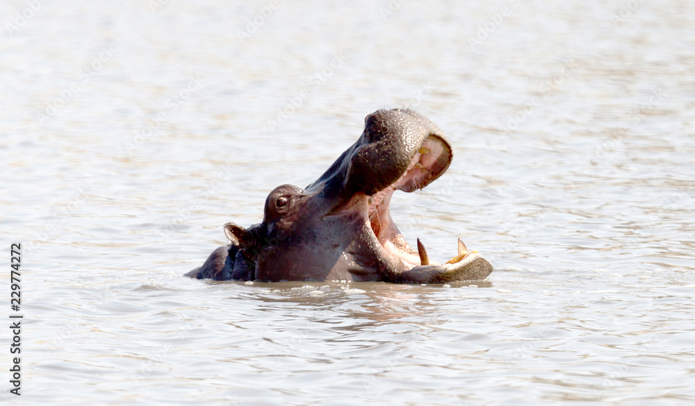 Fototapeta premium Adult hippo in a pool, Botswana