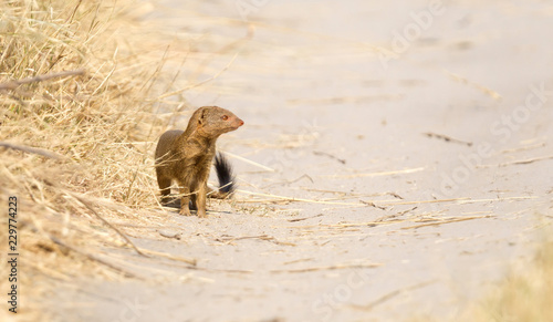 Yellow Mongoose in the Kalahari © michaklootwijk