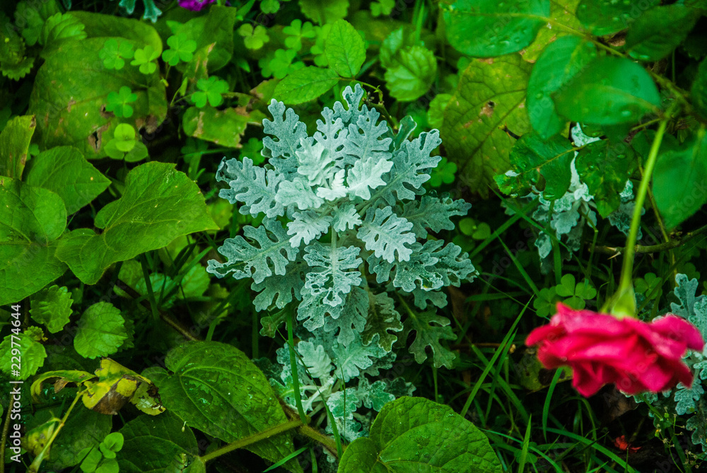 green, plant, nature, leaf, garden, vegetable, flower, leaves, food, fresh, agriculture, summer, healthy, salad, field, grass, lettuce, gardening, organic, flora, spring, natural, grow, color, white green, plant, nature, leaf, garden, vegetable, flower, leaves, food, fresh, agriculture, summer, healthy, salad, field, grass, lettuce, gardening, organic, flora, spring, natural, grow, color, white