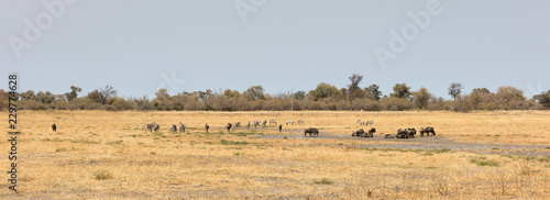 Large group of different animals close to a waterhole