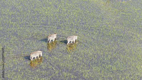 Photos Wild African zebra in the Okavango delta - Botswana