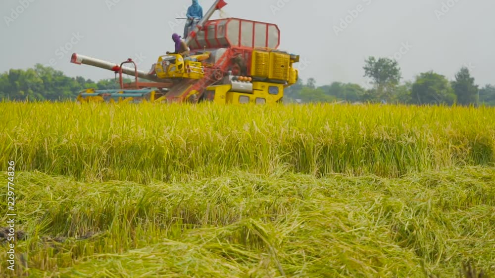 Rice harvesting by machine in the Asian rice farming season in Thailand. Rice harvesting by machine in the Asian rice farming season in Thailand.