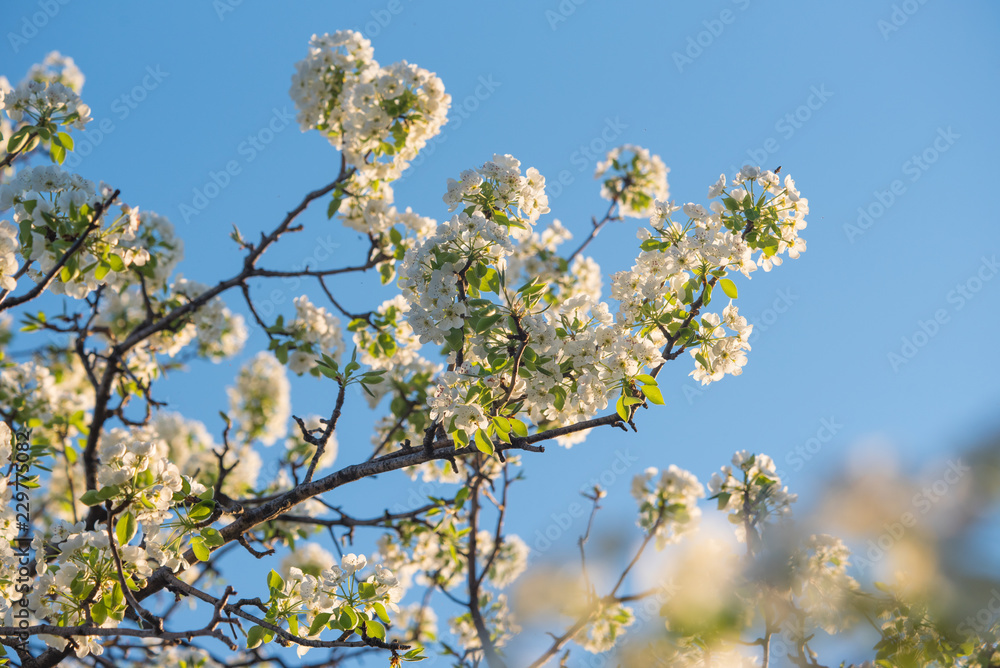 Flowers on the blue sky, selective focus