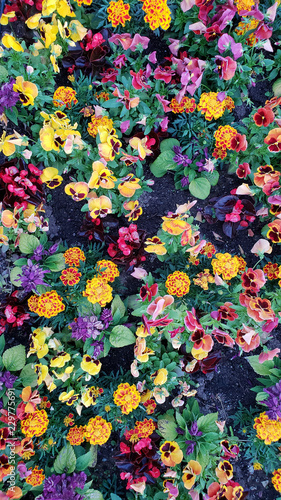 Multi color flowers in a field, long © Alex